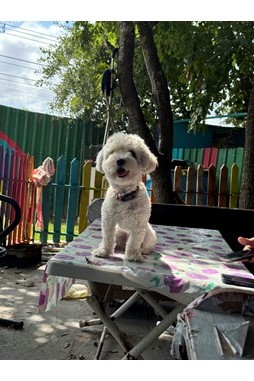 Kedi & Köpek Oteli